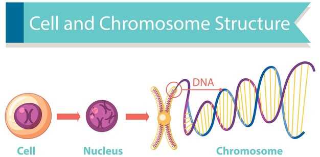 Зачем клеткам нужны хромосомы?